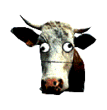 Zébu atteint de la maladie de la vache folle !